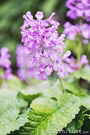 Stachys macrantha `Superba`, also called Big Betony Stock Photo