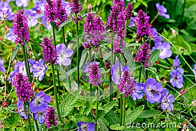 Stachys monnieri Hummelo and Geranium robertianum, commonly known as Herb-Robert Stock Photo