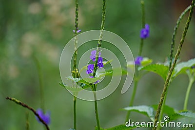 Stachytarpheta jamaicensis with a natural background. Also called blue porterweed, blue snake weed and bastard vervain Stock Photo