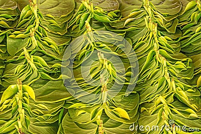 Stack Of Betel Leaves Stock Photo