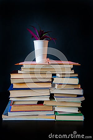 Stack books black background flower library old lot of pot plant Stock Photo