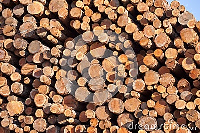 Stack of cut lumber wood Stock Photo