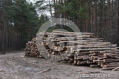 Stack of cut pine tree logs in a forest. Wood logs, timber logging, industrial destruction, forests Are Disappearing, illegal Stock Photo