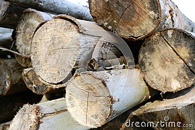 Stack of cut tree trunks Stock Photo