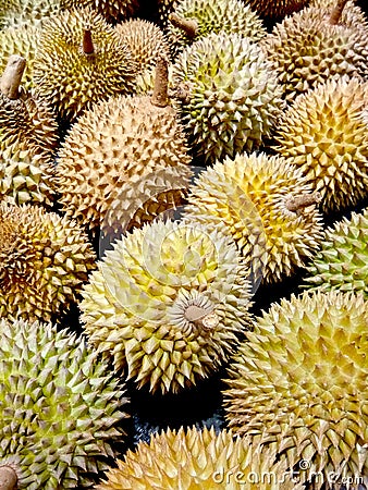 Stack of Durian on the fresh exotic fruit market. The photograph was taken indoor Stock Photo