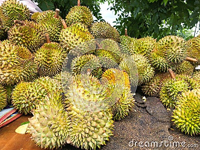 A stack of Durian monthong. Stock Photo