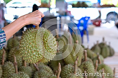 A stack of Durian monthong. Durian is king of fruit is famous Asian fruit. Stock Photo