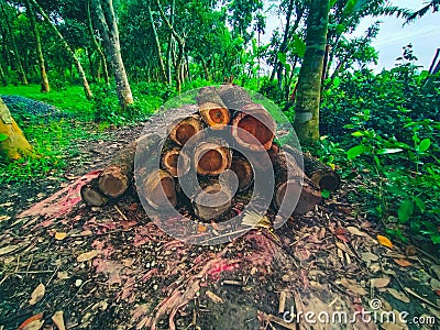 Stack of felled trees at a lumberyard or logging site, log pile trunks or wood logs in the forest site. Stock Photo
