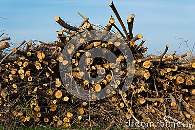 Stack of felled trees Stock Photo