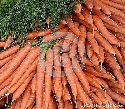 Stack of Fresh Picked Carrots Stock Photo