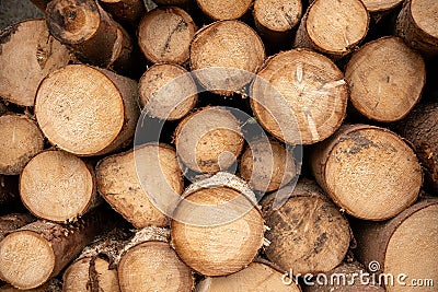 A stack of freshly cut spruce trees in cross section. Natural tree background Stock Photo