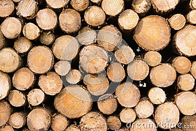 A stack of wooden timber logs in various sizes Stock Photo