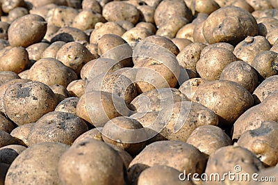 The stack of freshly harvested potato Stock Photo