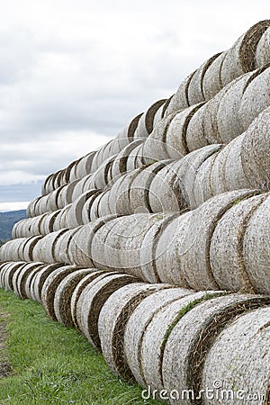 Stack of hay balls, haystack or haycock on an agricultural field. Large rolls of straw on a farm Stock Photo