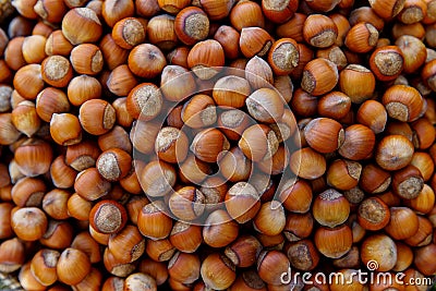 Stack of hazelnuts. Hazelnut background Stock Photo