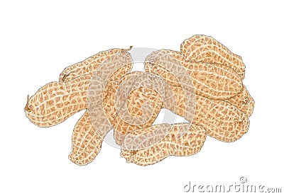 Stack of a Peanut Arachis hypogaea fruits drawing Stock Photo