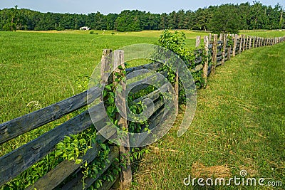 Stack Rail Fence and Ivy Stock Photo