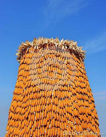 Stack of ripe corn against with blue sky Stock Photo