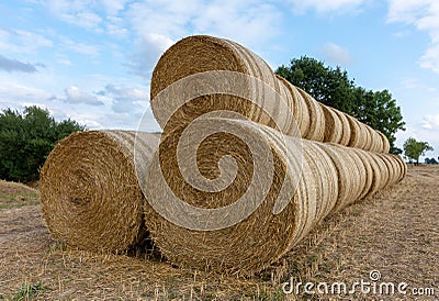 Stack of round bales of straw on a stubble field Stock Photo