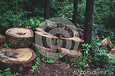 Stack of sawed logs in the green forest in spring Stock Photo