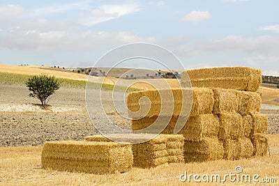 Stack of straw bales in a sunny landscape Stock Photo