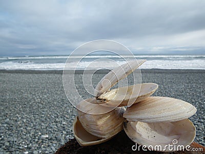 Stack of three shells on a new zealand coastline with copy space Stock Photo