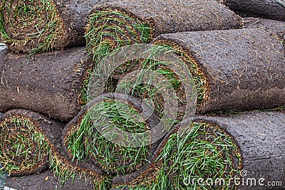 Stack of turf grass roll for lawn Stock Photo