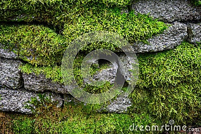 Stacked block garden wall covered in vibrant green moss Stock Photo