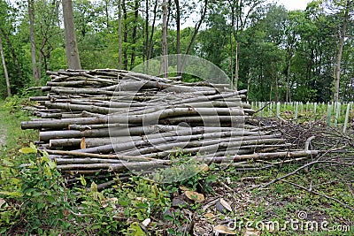 Stacked cord wood in coppice woodland Stock Photo