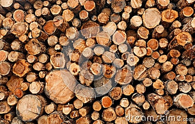 Stacked cut raw timber wood logs Stock Photo