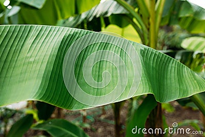 Stacked green banana leaf stem, Tropical leaf texture in garden, abstract nature green background. Tropical forest on a Stock Photo