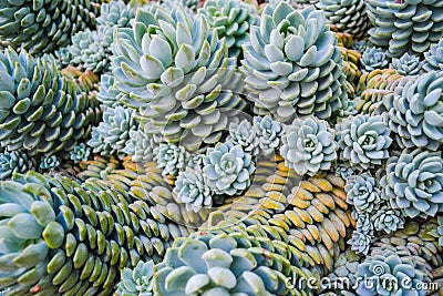 Stacked Kalanchoe tomentosa Stock Photo