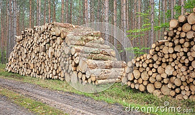 Stacked logs in a forest, deforestation concept, selective focus Stock Photo