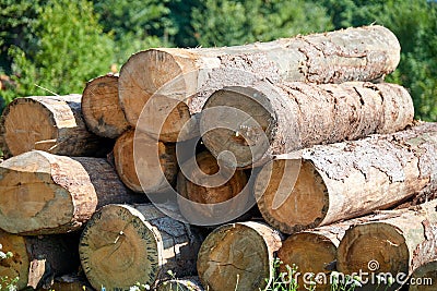 Stacked logs and woodpiles, lumber and wood industry Stock Photo