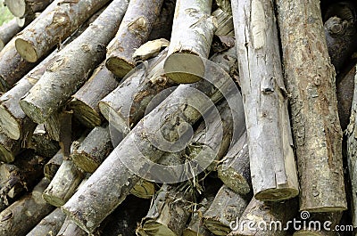 Stacked Logs Stock Photo
