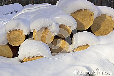 Stacked pine logs Stock Photo