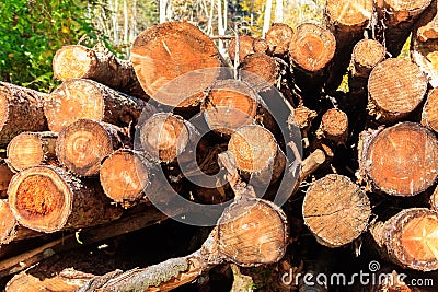 Stacked pine trunks felled by logging timber industry Stock Photo