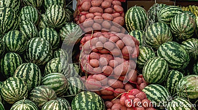 Stacked potato sacks surrounded by ripe water melons. Color contrast concept Stock Photo
