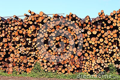 Stacked Timber Stock Photo