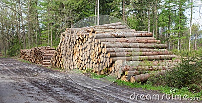 Stacked timber in a dutch forrest Stock Photo