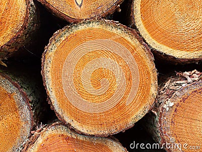 Stacked timber in a dutch forrest Stock Photo
