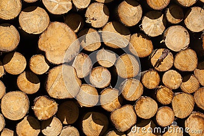 Stacked timber in a dutch forrest Stock Photo