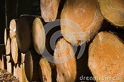 Stacked timber logs Stock Photo