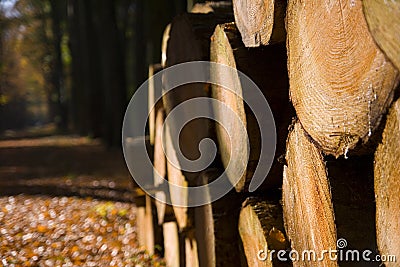 Stacked timber logs Stock Photo