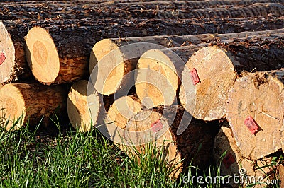 Stacked timber logs Stock Photo