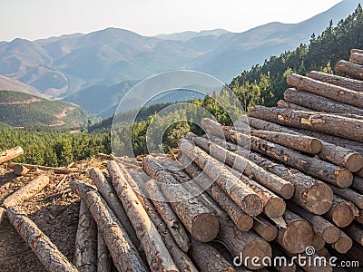 Stacked timber logs with background of mountains and forest Stock Photo