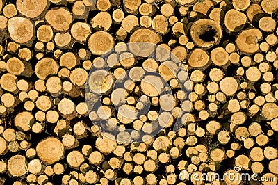 Stacked timber logs, biomass Stock Photo