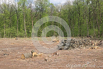 Stacked tree trunks at felling. Forest clearing. Wood harvesting Stock Photo