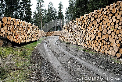 Stacked wood along a forest road Stock Photo