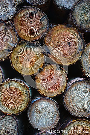 Stacked wood logs Stock Photo